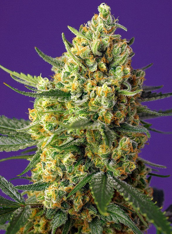 Crystal Candy XL Auto® x4 Sweet Seeds
