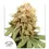 Miniatura: White Widow