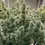 Miniatura: CBD Skunk Haze®