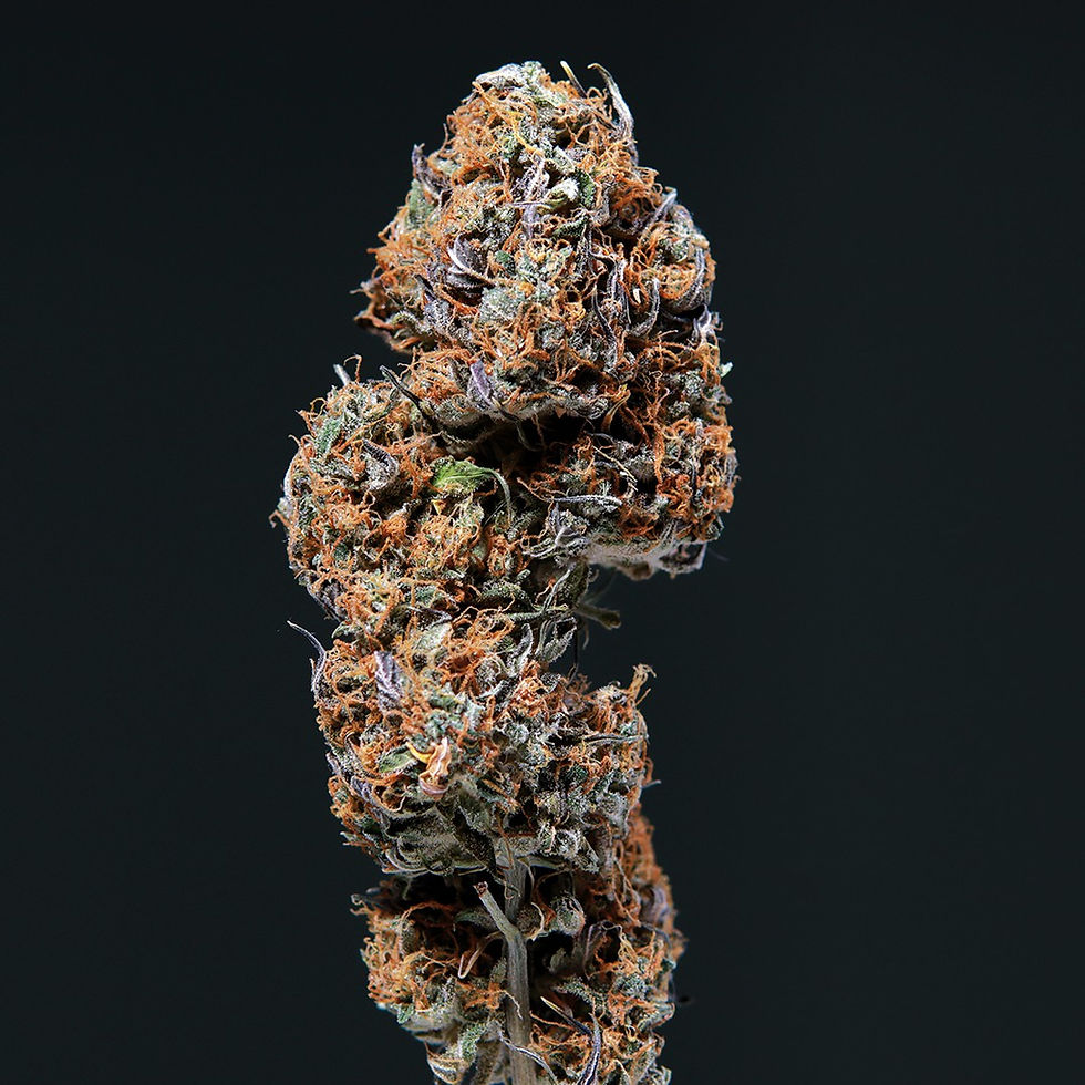 Miniatura: Deimos Auto Buddha Seeds