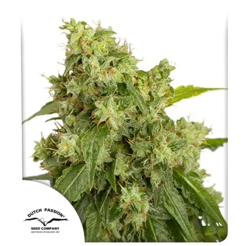 Auto Xtreme Haze