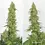 Miniatura: Skywalker Haze®
