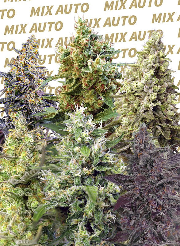 Sweet Mix Auto x10 Sweet Seeds
