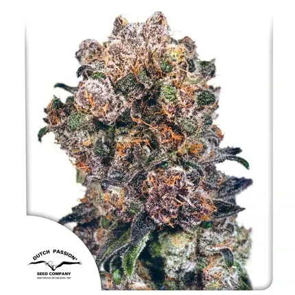 BlueBerry®