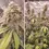 Miniatura: Skywalker Haze®