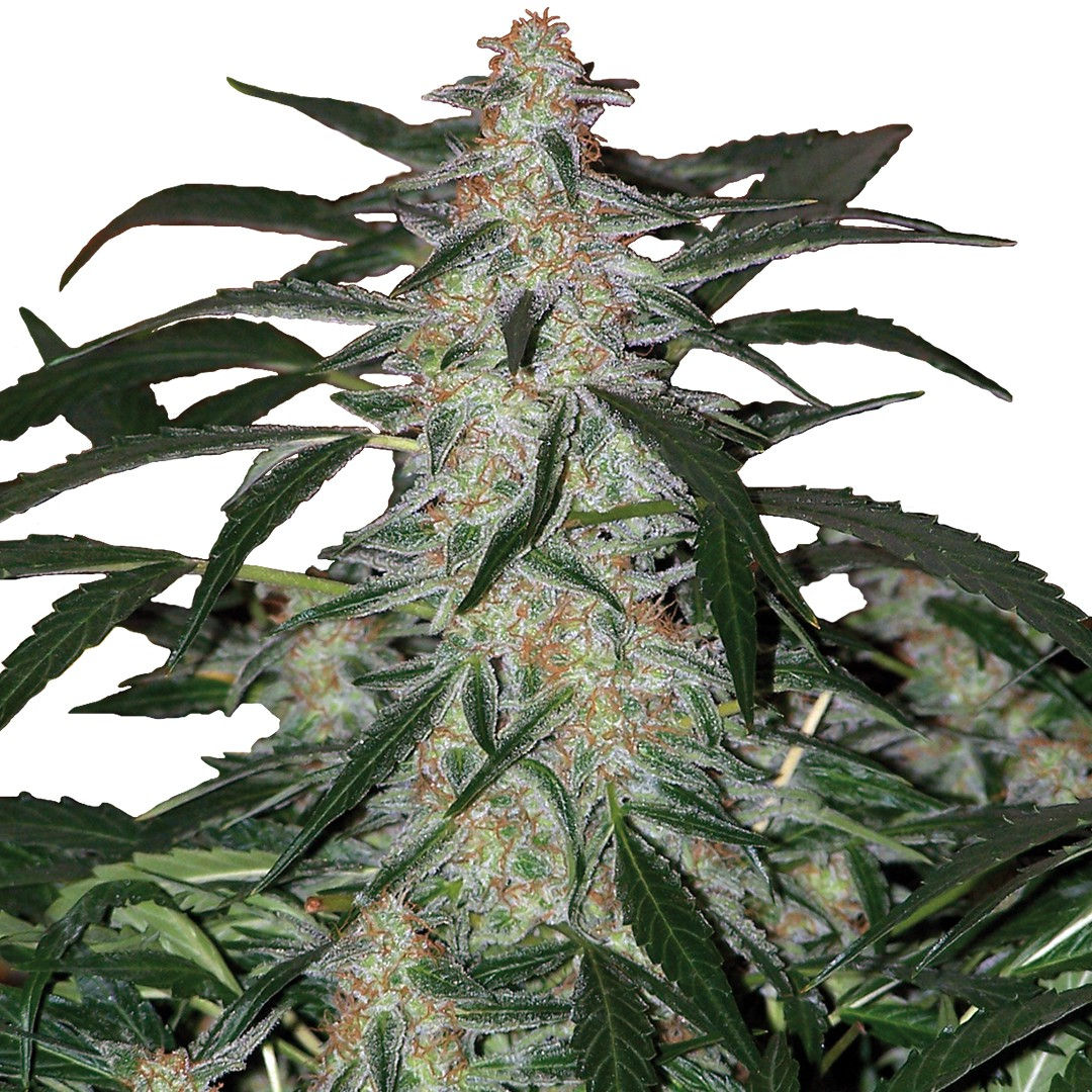 Deimos Auto Buddha Seeds