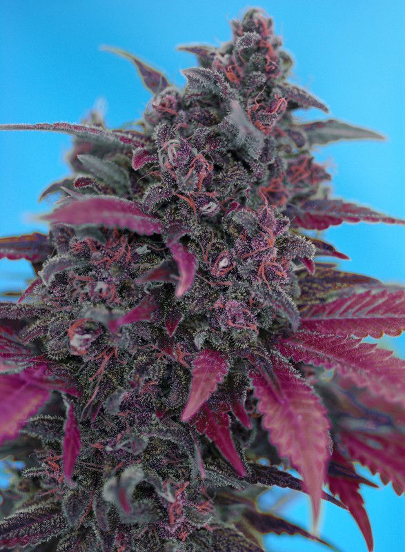Dark Devil Auto® x4 Sweet Seeds