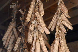 braids of corn hanging from rafters