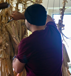 Man cuts corn cob off a braid of corn