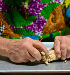 Hands holding a cob of dried corn