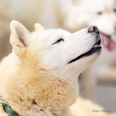 2025 Ganondagan Winter Games- Sled Dogs by Alex Hamer.jpg