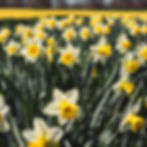 daffodils in a sunny field_edited.jpg