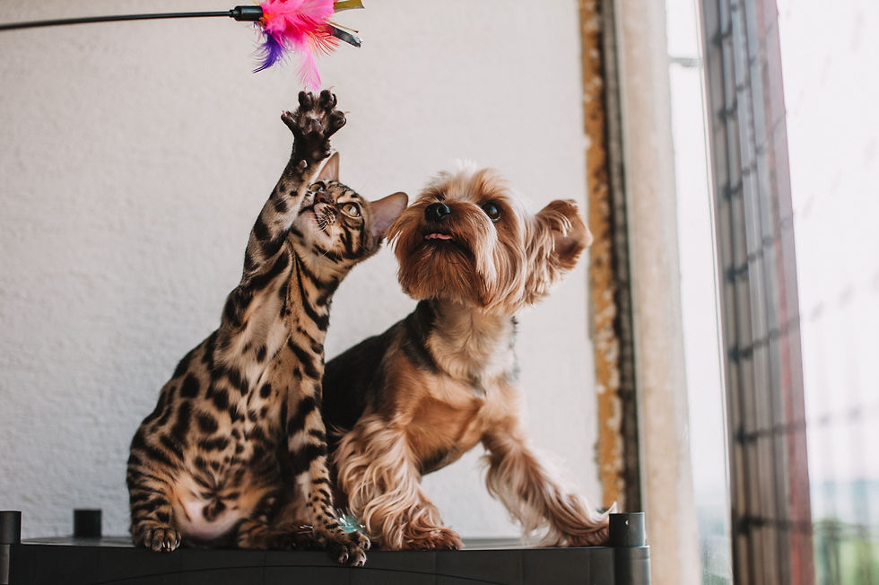 Happy pet cafe by Sebvet