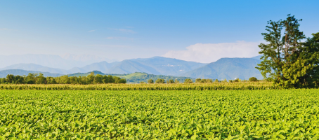 GigaCrop to Advance Photosynthesis for Boosted Crop Productivity