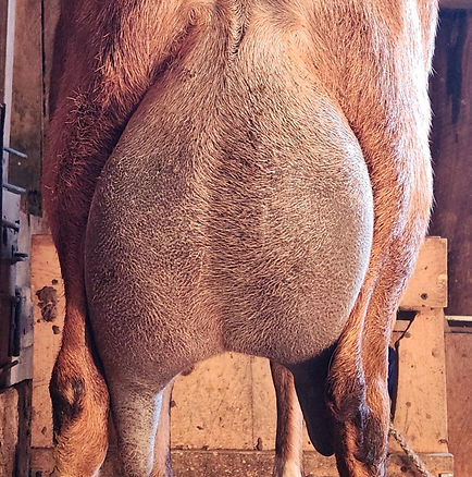 rubyrear.jpg
