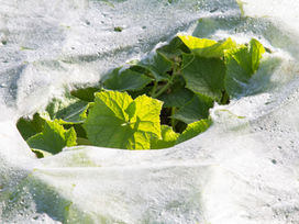 plant surrounded by front fabric and condensation