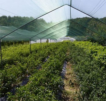 Greenhouse covered with shade fabric
