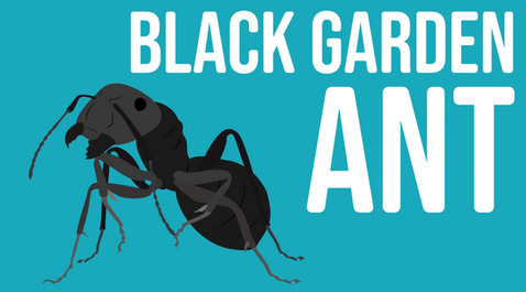 Black Garden Ant Illustration