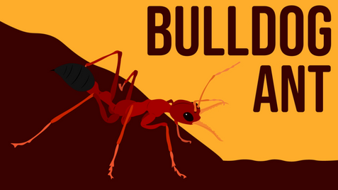 Bulldog Ant Illustration