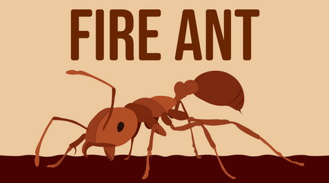 Fire Ant Illustration