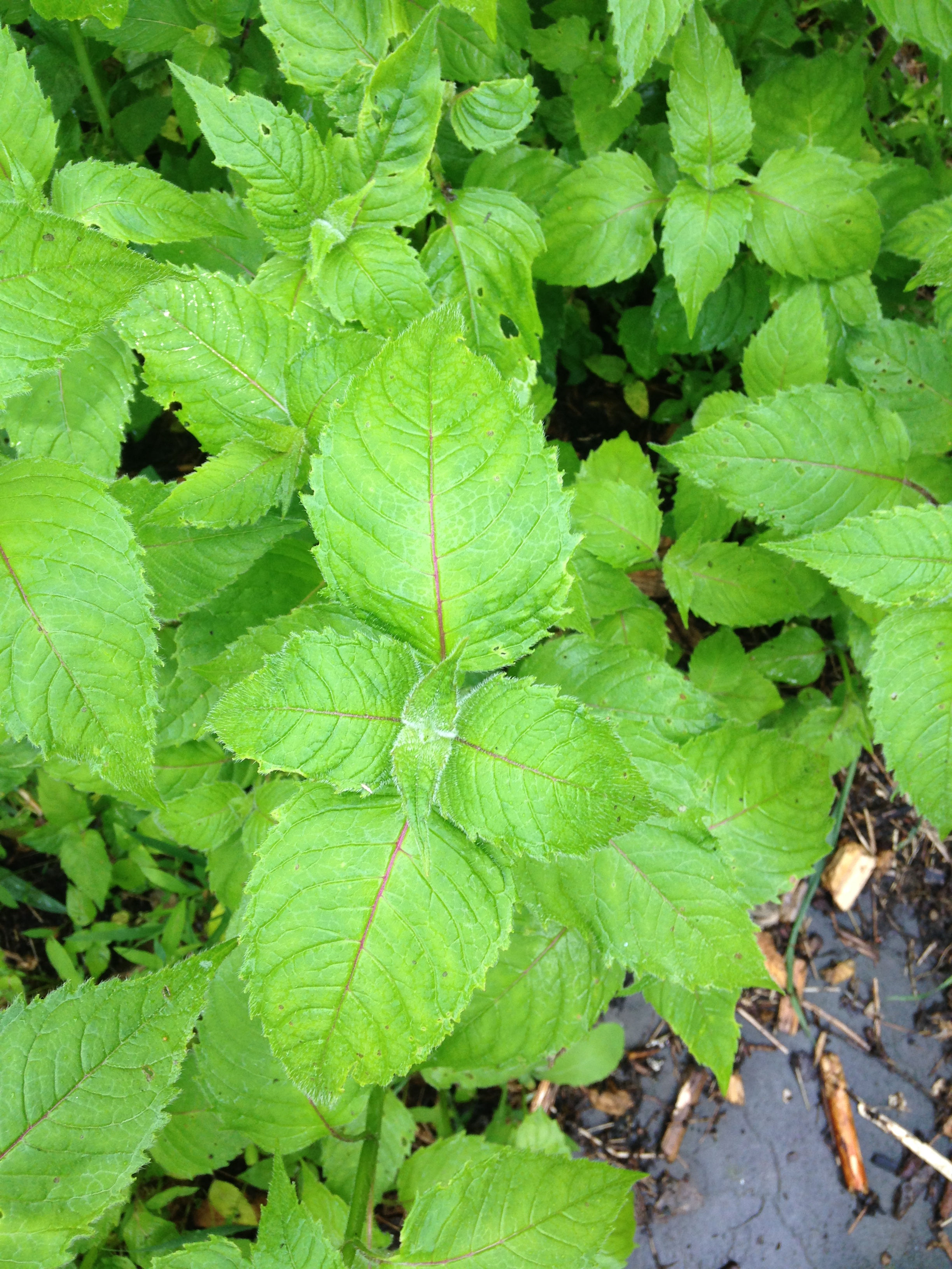 Basil, Tulsi, transplant