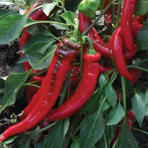 Pepper,  Transplant, Jimmy Nardello