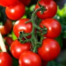 Tomato transplant, Sweet 100