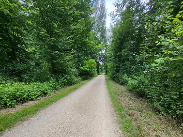 Chablais im Wald mit Velo