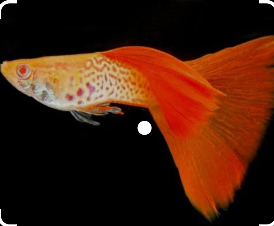 Albino Red Lace pair Only Guppies