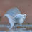 Thumbnail: Platinum Dove Hifin Lyretail Molly