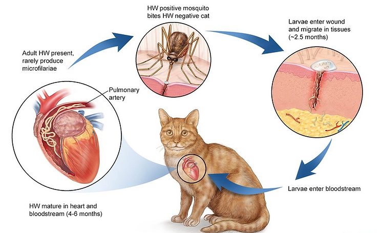 Cat Heartworm Cycle.png