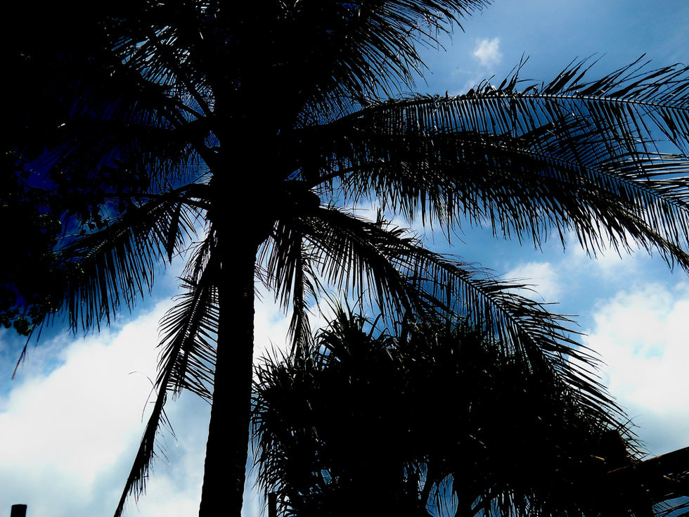 Trees