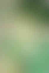 maternity photo session st. augustine florida in washington oaks