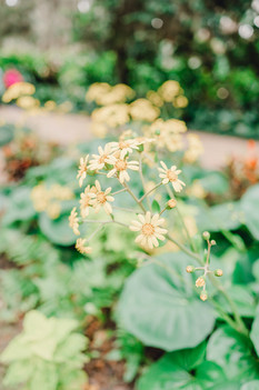 maternity photo session st. augustine florida in washington oaks