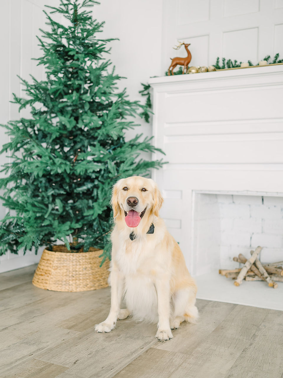 studio family photo mini session holiday christmas jacksonville florida