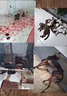 Report reveals poor conditions in municipal animal shelters