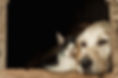 closeup-shot-snouts-cute-dog-cat-sitting-cheek-cheek.jpg