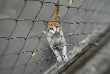 Untitled design (7).jpg