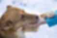 closeup-shot-brown-dog-underneath-snowy-weather-holding-woman-s-hand.jpg