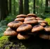 Oh Shiitake
