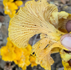Foraging Chanterelles