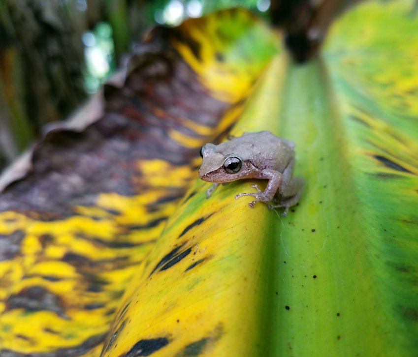 Frog1.jpeg