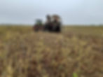 Bourgault FMS