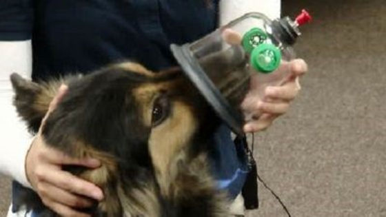 O2 Mask Animal Pet Oxygen Masks Delivered to Local Fire Department