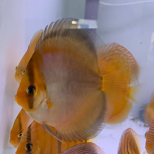 Golden Red Cover