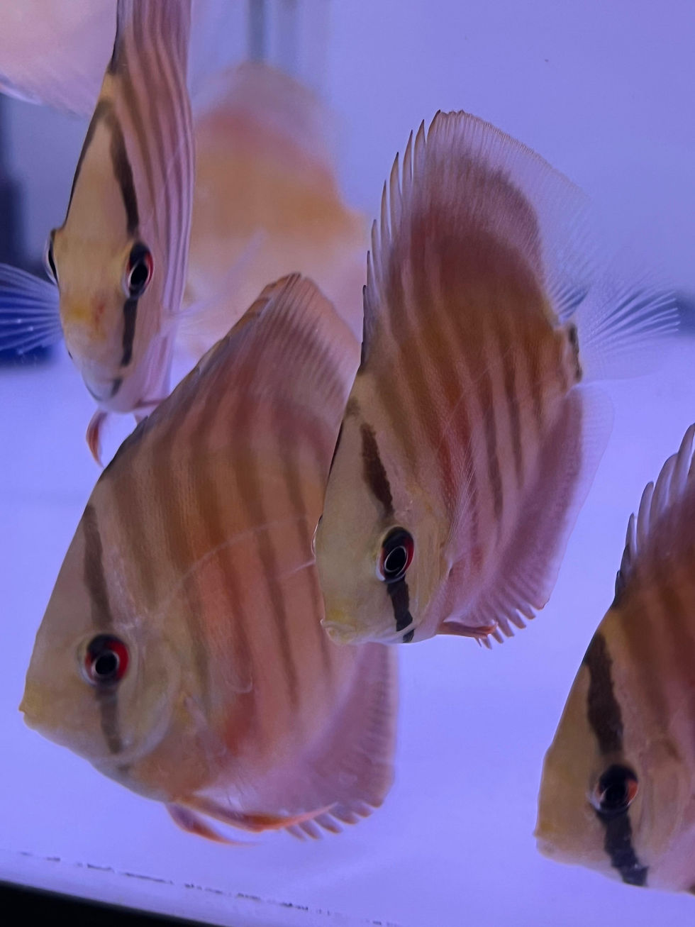 Thumbnail: Red Cover Blue Rim