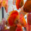Thumbnail: Red Melon