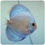 Thumbnail: Eruption Blauw