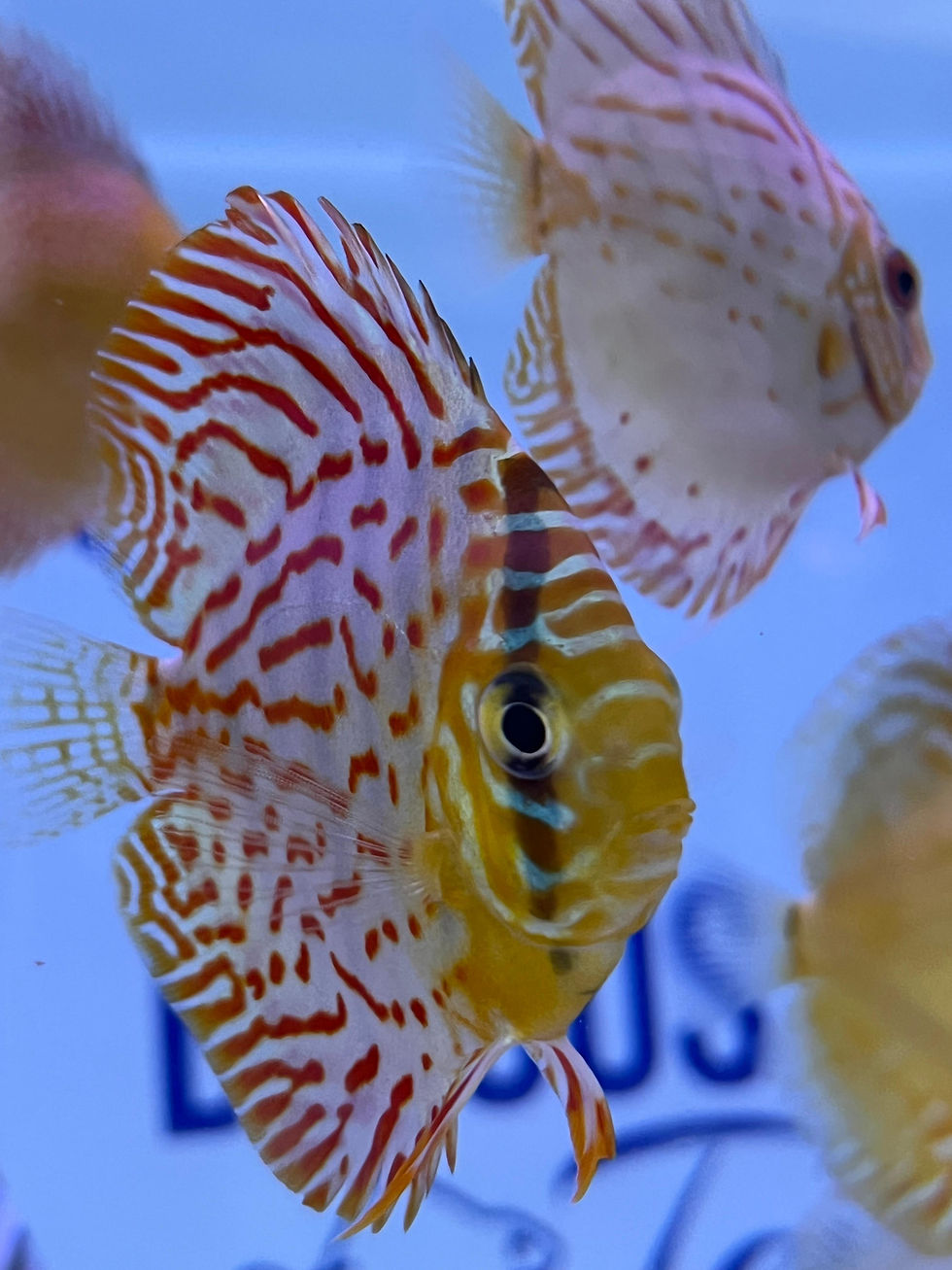 Miniaturbild: Leopard