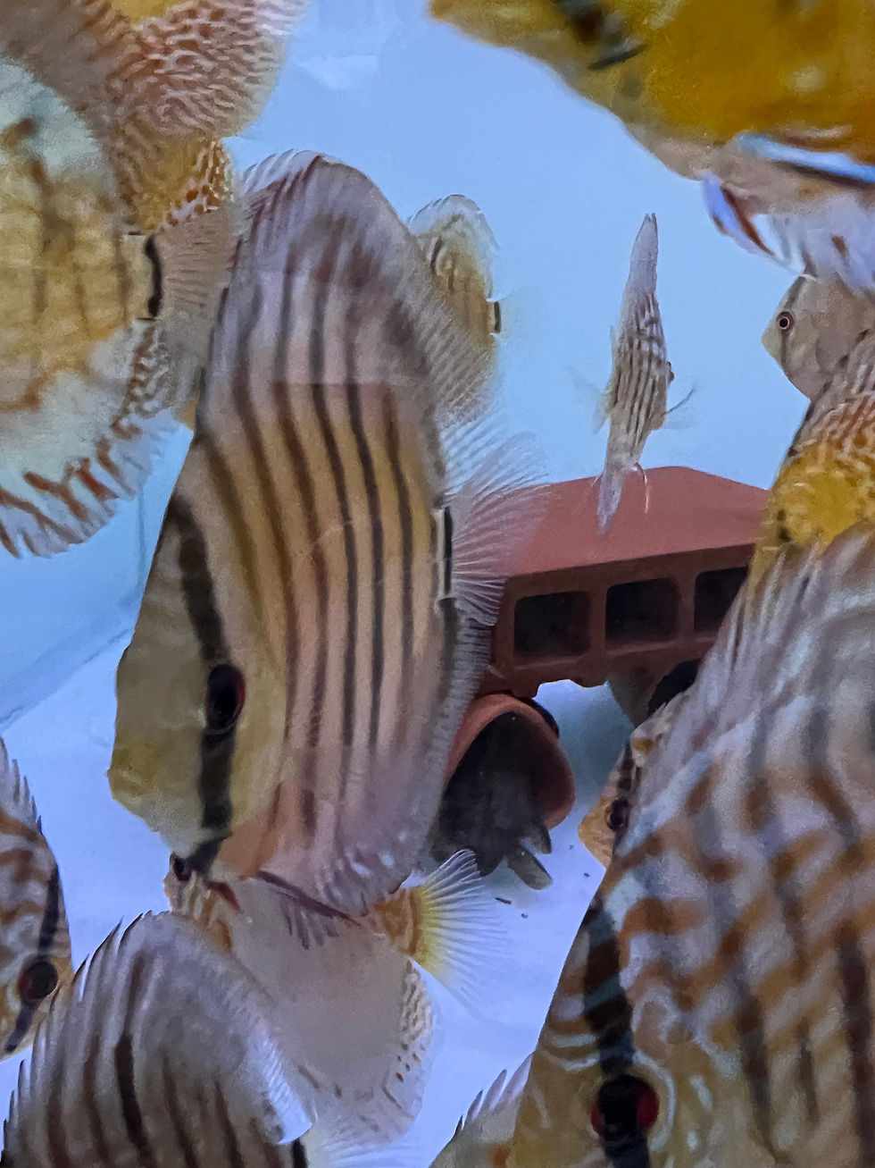 Thumbnail: Curipera Heckel Cross